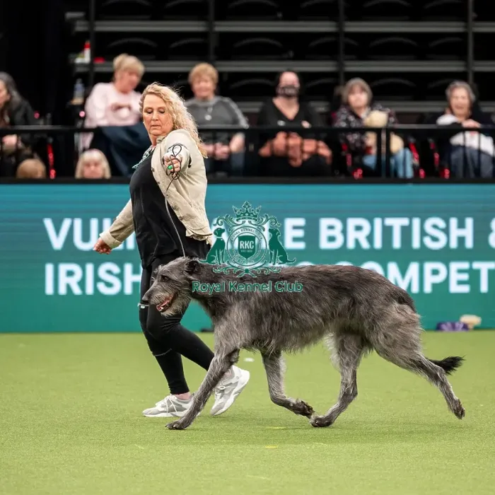 Framed Print : British Vulnerable Breed Competition Crufts 2022 Framed Print : British Vulnerable Breed Competition Crufts 2022