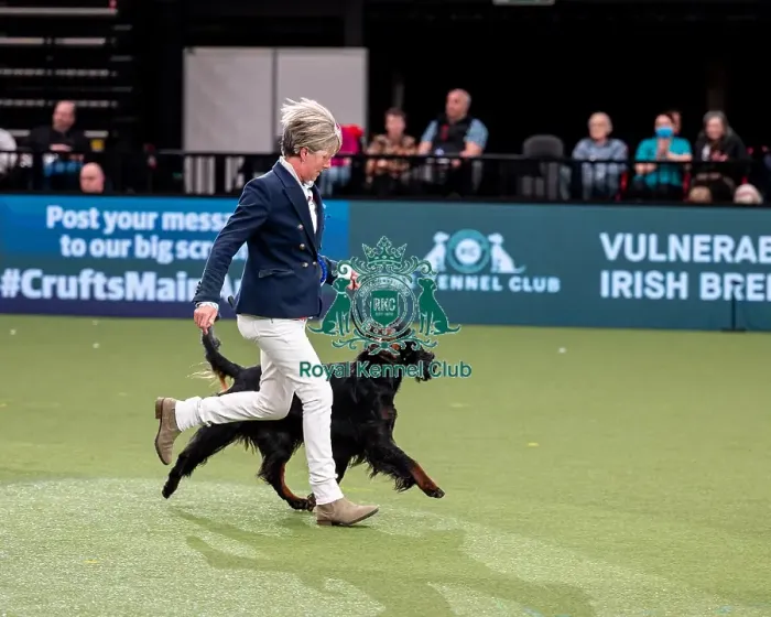 Framed Print : British Vulnerable Breed Competition Crufts 2022 Gundog Group Judging Crufts 2022 Framed Print : British Vulnerable Breed Competition Crufts 2022 Gundog Group Judging Crufts 2022