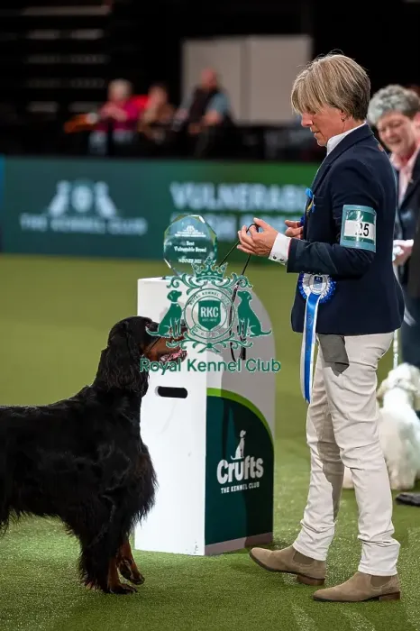 Framed Print : British Vulnerable Breed Competition Crufts 2022 Gundog Group Judging Crufts 2022 Framed Print : British Vulnerable Breed Competition Crufts 2022 Gundog Group Judging Crufts 2022