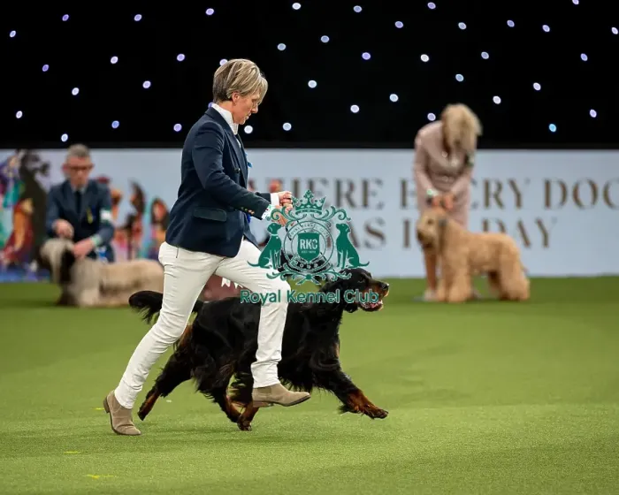 Framed Print : British Vulnerable Breed Competition Crufts 2022 Gundog Group Judging Crufts 2022