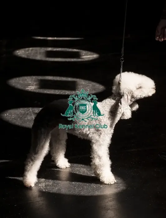 Framed Print : Brody, a Bedlington Terrier, being shown in Ring 12 today (Thursday 06 / 03 / 25)
