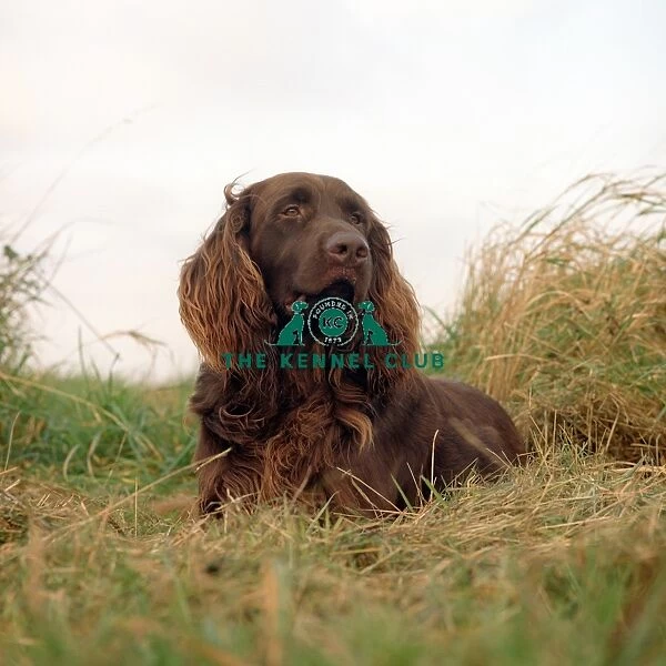 brown, longhaired, outside, grass, long hair