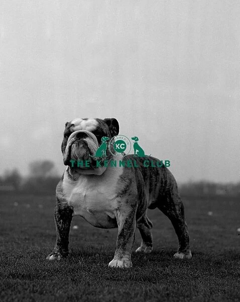 Bulldog. Ch Tyegarth Jacob of Kelloe