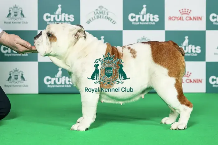 Framed Print : Bulldog Best of Breed Crufts 2026 Framed Print : Bulldog Best of Breed Crufts 2026