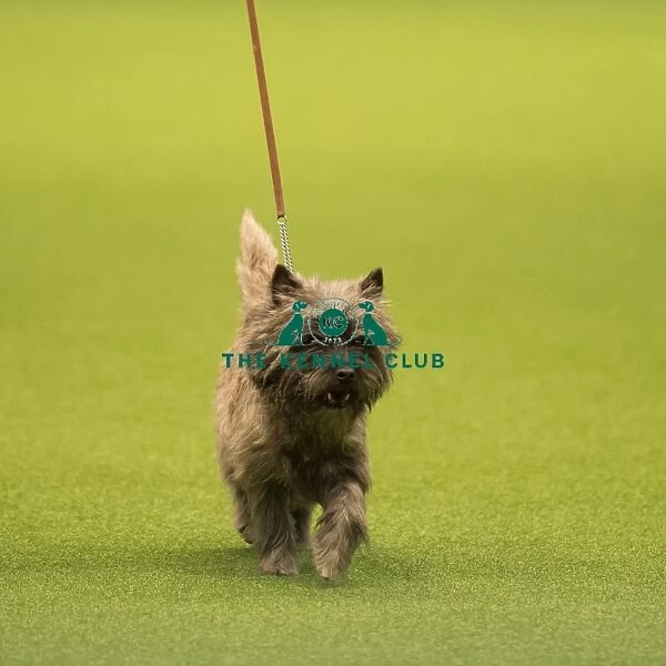 CAIRN TERRIER Best of Breed Crufts 2017
