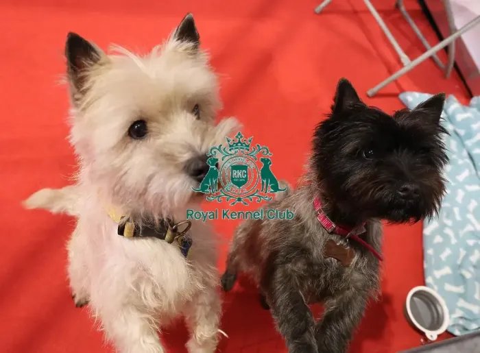 Framed Print : Cairn Terrier Discover Dogs Framed Print : Cairn Terrier Discover Dogs