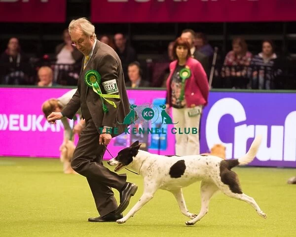 CANAAN DOG Best of Breed Crufts 2017