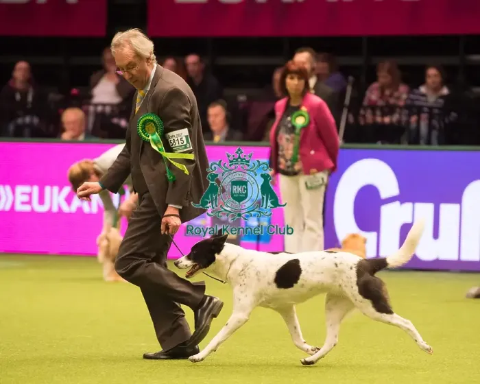 Framed Print : CANaN DOG Best of Breed Crufts 2017