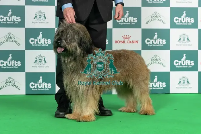 Framed Print : Catalan Sheepdog Best of Breed Crufts 2026 Framed Print : Catalan Sheepdog Best of Breed Crufts 2026