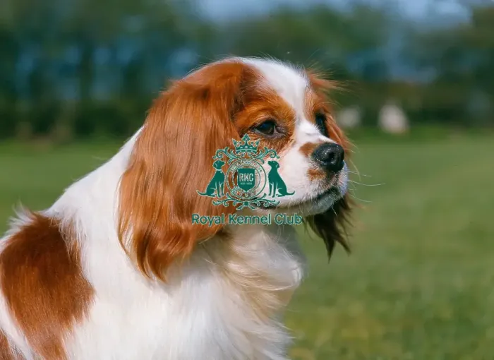 Framed Print : Cavalier King Charles Spaniel