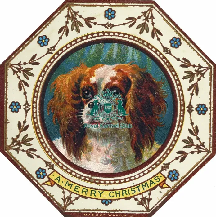 Framed Print : Cavalier King Charles Spaniel