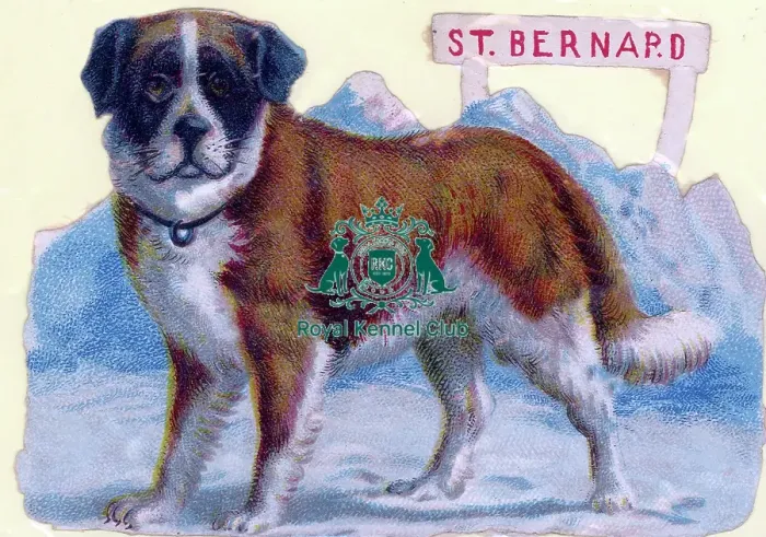 Framed Print : The Celia Haddon Collection Framed Print : The Celia Haddon Collection