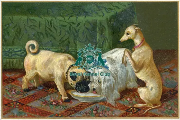 Framed Print : Celia Haddon Collection Framed Print : Celia Haddon Collection