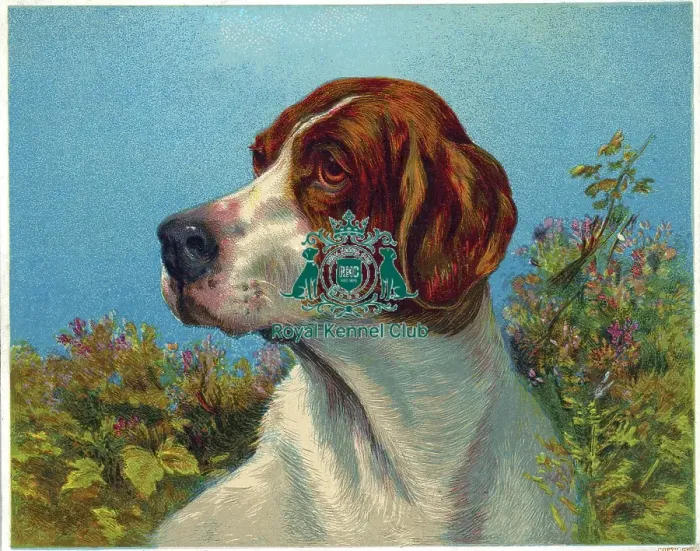 Framed Print : Celia Haddon Collection Framed Print : Celia Haddon Collection