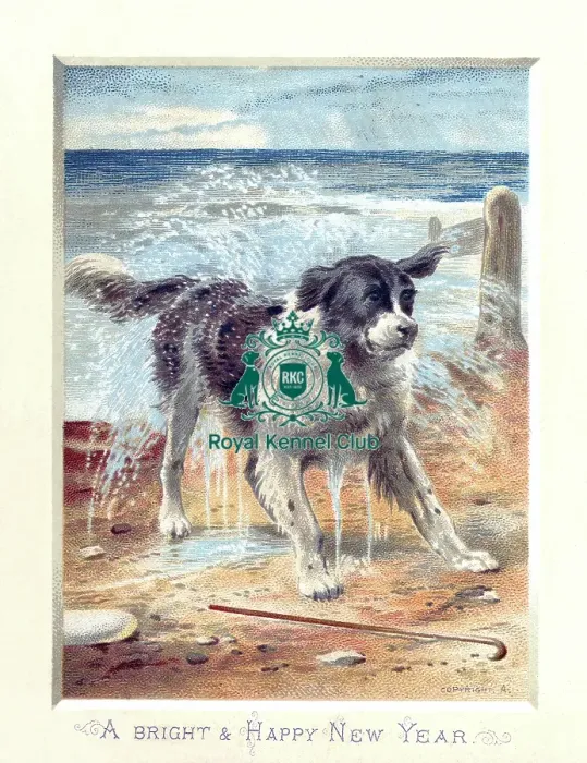 Framed Print : The Celia Haddon Collection Framed Print : The Celia Haddon Collection