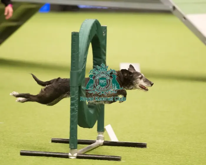 Framed Print : Championship Agility main arena Framed Print : Championship Agility main arena