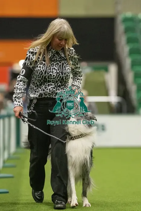 Framed Print : Championship Dog Obedience - 1st Place, Crufts 2026 Championship Dog Obedience - 1st Place, Crufts 2026