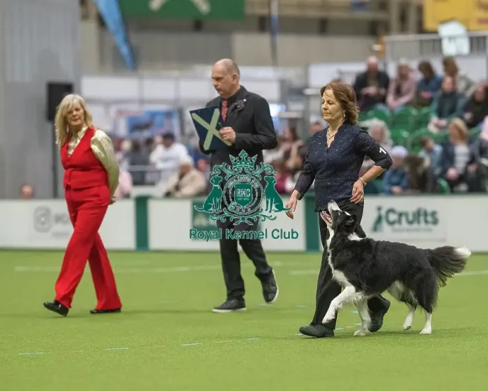 Framed Print : Championship Dog Obedience - 2nd Place, Crufts 2026 Championship Dog Obedience - 2nd Place, Crufts 2026