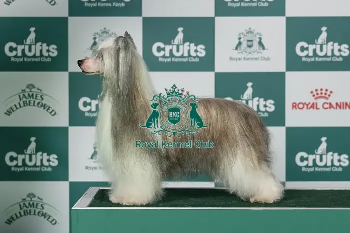 Framed Print : Chinese Crested Best of Breed Crufts 2026 Framed Print : Chinese Crested Best of Breed Crufts 2026