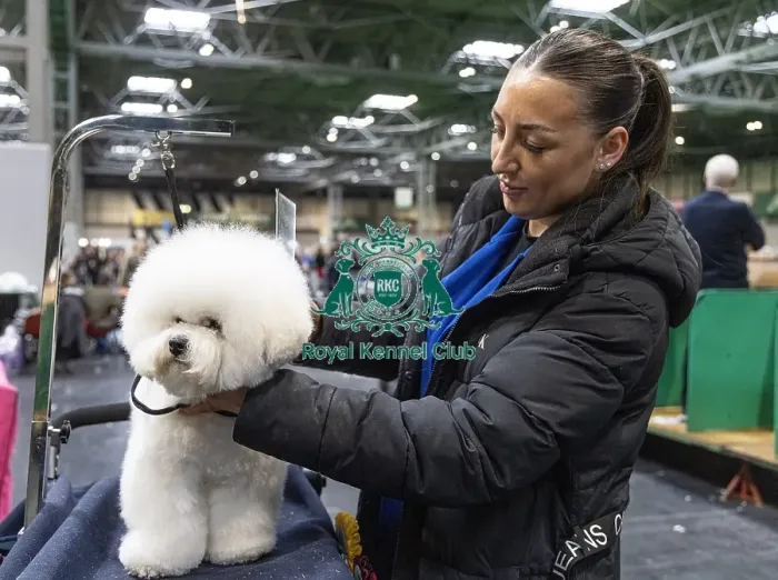 Framed Print : Chloe walker from Manchester with Rocco a Bichon Frise who was competing today (Friday 07 / 03 / 25) Framed Print : Chloe walker from Manchester with Rocco a Bichon Frise who was competing today (Friday 07 / 03 / 25)