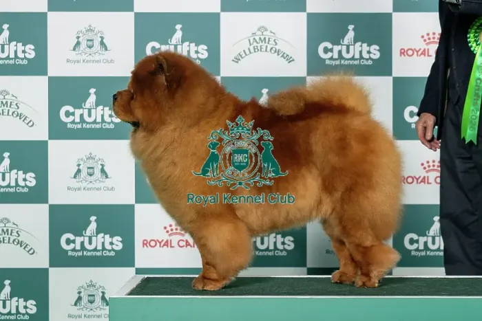 Framed Print : Chow Chow Best of Breed Crufts 2026 Ch Elvis The Amazing Boy del Tassino to Loyjean (Imp Che) (Mr W McNaught) Framed Print : Chow Chow Best of Breed Crufts 2026 Ch Elvis The Amazing Boy del Tassino to Loyjean (Imp Che) (Mr W McNaught)