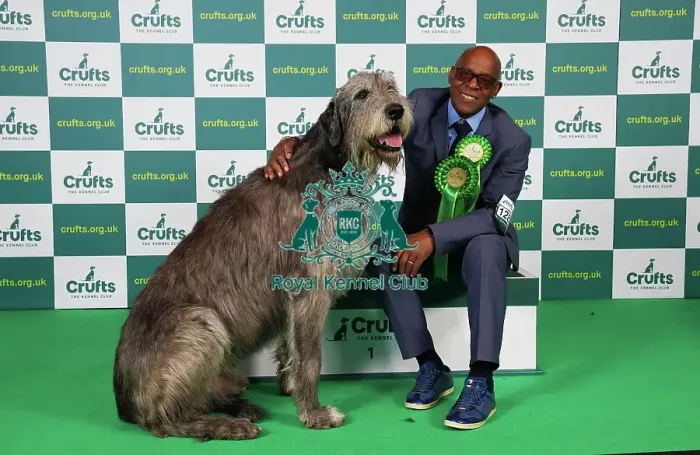 Framed Print : Chris Amoo from Cheshire with Paris, an Irish Wolfhound, which was the Best of Breed winner today (Saturday 11. 03. 23), the third day of Crufts 2023, at the NEC Birmingham Framed Print : Chris Amoo from Cheshire with Paris, an Irish Wolfhound, which was the Best of Breed winner today (Saturday 11. 03. 23), the third day of Crufts 2023, at the NEC Birmingham