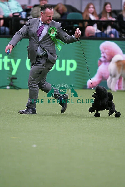 Chris Manelopoulos from Florida with Tommy, a Poodle (Toy), which was the Best of Breed winner today (Sunday 12. 03. 23), the last day of Crufts 2023, at the NEC Birmingham