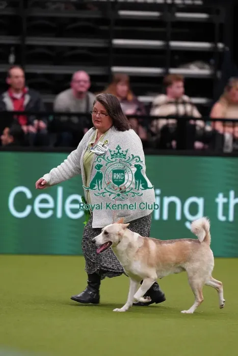 Framed Print : Chris Miller from Georgia, USA, with Datak, a Canaan Dog, which was the Best of Breed winner today (Sunday 12. 03. 23), the last day of Crufts 2023, at the NEC Birmingham