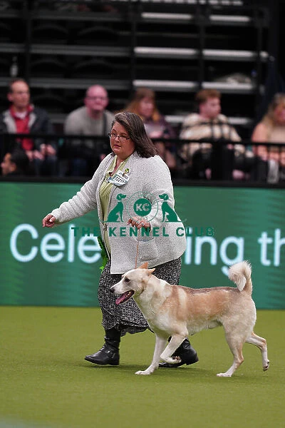 Chris Miller from Georgia, USA, with Datak, a Canaan Dog, which was the Best of Breed winner today (Sunday 12. 03. 23), the last day of Crufts 2023, at the NEC Birmingham