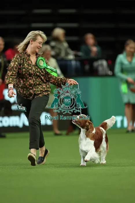 Framed Print : Christina Drottsgard and Gudrun Brownstrom from Sweden with Archie, a Welsh Springer Spaniel, which was the Best of Breed winner today (Thursday 09. 03. 23), the first day of Crufts 2023, at the NEC Birmingham Framed Print : Christina Drottsgard and Gudrun Brownstrom from Sweden with Archie, a Welsh Springer Spaniel, which was the Best of Breed winner today (Thursday 09. 03. 23), the first day of Crufts 2023, at the NEC Birmingham