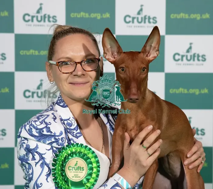 Framed Print : Cirneco Dell'Etna winner of Best of Breed at Crufts 2022 Framed Print : Cirneco Dell'Etna winner of Best of Breed at Crufts 2022