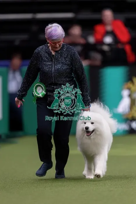 Framed Print : Clint, a Samoyed, competing in the Junior Warrant Final today (05) Framed Print : Clint, a Samoyed, competing in the Junior Warrant Final today (05)
