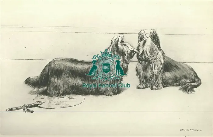 Framed Print : Clydesdale or Paisley Terrier - Wardle 1894 Framed Print : Clydesdale or Paisley Terrier - Wardle 1894