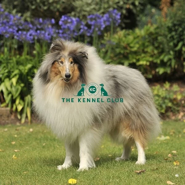collie. A Rough Collie standing outside infront of some bushes and flowers
