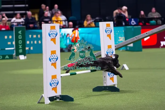Framed Print : Collie Poodle competing in Crufts Singles Medium