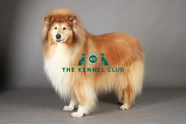Collie Rough, Crufts 2013, KCPL_Stock