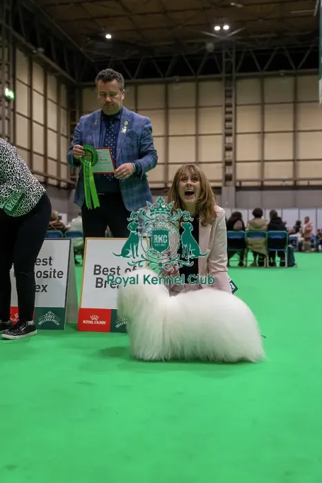 Framed Print : Coton de Tulear Best of Breed - Good Citizen Dog Scheme Class, Crufts 2026 Coton de Tulear Best of Breed - Good Citizen Dog Scheme Class, Crufts 2026