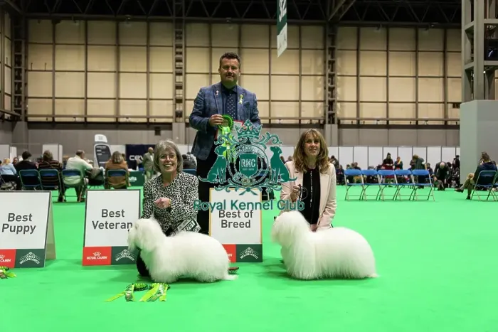 Framed Print : Coton de Tulear Finalists - Crufts 2026 Framed Print : Coton de Tulear Finalists - Crufts 2026