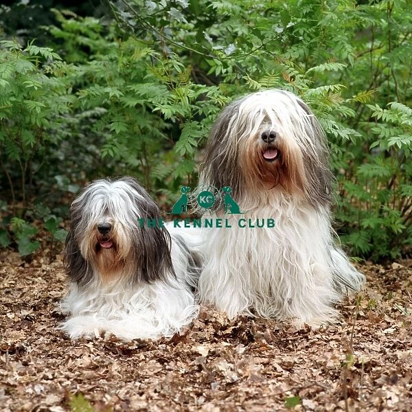 couple, fluffy, pair, two, leaves, outside, grass, brown, long hair, shaggy, white