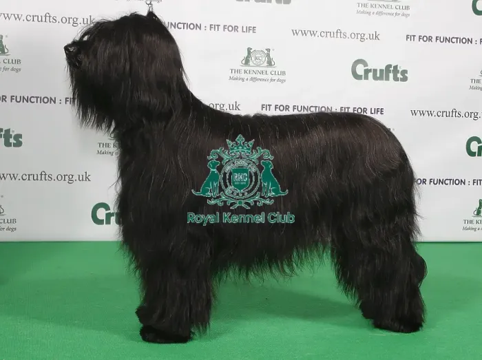 Framed Print : Crufts 2009 Best of Breed Briard Framed Print : Crufts 2009 Best of Breed Briard
