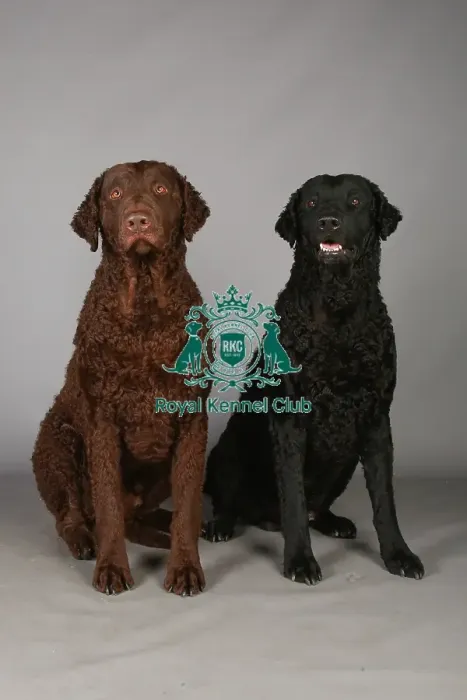 Framed Print : Crufts 2013, Curly coated retriever, gundog, portrait, nick ridley, stock images Framed Print : Crufts 2013, Curly coated retriever, gundog, portrait, nick ridley, stock images