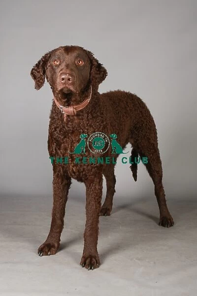 Crufts 2013, Curly coated retriever, gundog group, nick ridley, stock images, KCPL