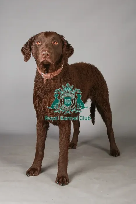 Framed Print : Crufts 2013, Curly coated retriever, gundog group, nick ridley, stock images, KCPL