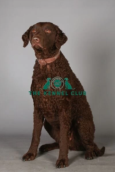 Crufts 2013, Curly coated retriever, gundog group, portrait, nick ridley, March 2013