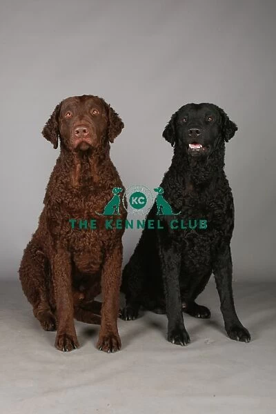 Crufts 2013, Curly coated retriever, gundog, portrait, nick ridley, stock images