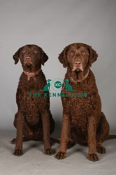 Crufts 2013, Curly coated retriever, gundog group, group portrait, March 2013, nick ridley