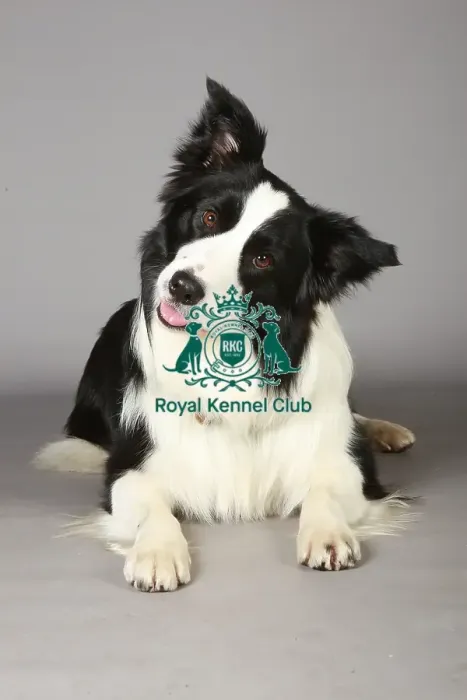 Framed Print : Crufts 2013, nick ridley, stock images, KCPL, KCPL_Stock, March 2013, Border Collie
