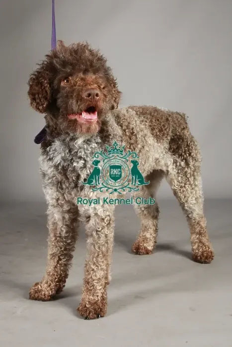 Framed Print : Crufts 2013, nick ridley, stock images, KCPL, KCPL_Stock, March 2013, lagotto romagnolo Framed Print : Crufts 2013, nick ridley, stock images, KCPL, KCPL_Stock, March 2013, lagotto romagnolo