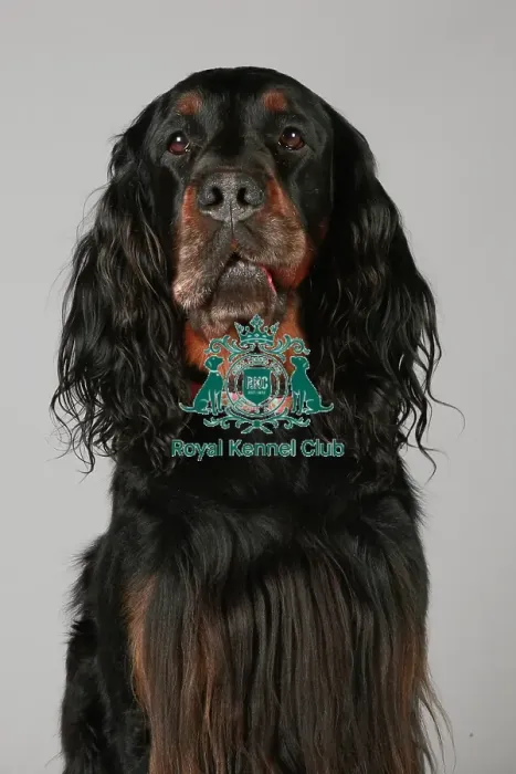 Framed Print : Crufts 2013, nick ridley, stock images, KCPL, KCPL_Stock, March 2013, Gordon Setter Framed Print : Crufts 2013, nick ridley, stock images, KCPL, KCPL_Stock, March 2013, Gordon Setter
