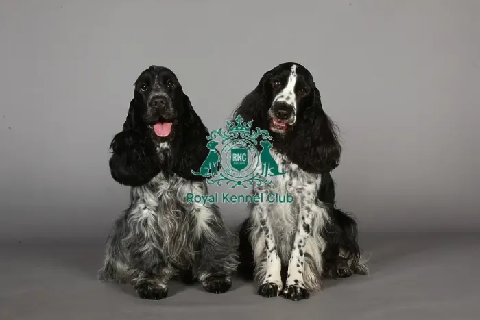 Framed Print : Crufts 2013, nick ridley, stock images, KCPL, KCPL_Stock, March 2013, Spaniel (English Framed Print : Crufts 2013, nick ridley, stock images, KCPL, KCPL_Stock, March 2013, Spaniel (English
